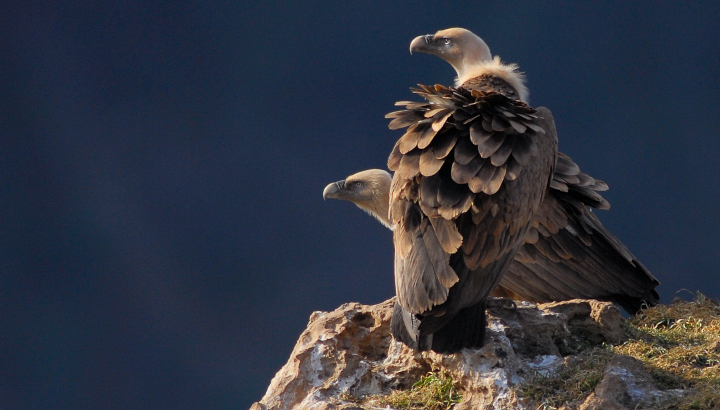 Deux vautours fauves posés sur un rocher